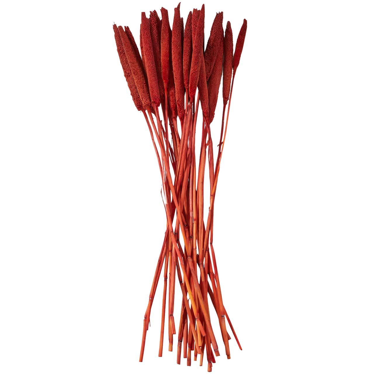 Dried Plant Bunny Tail Natural Foliage with Long Stems